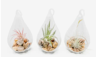 Terrarium Workshop $12.50-$40.00