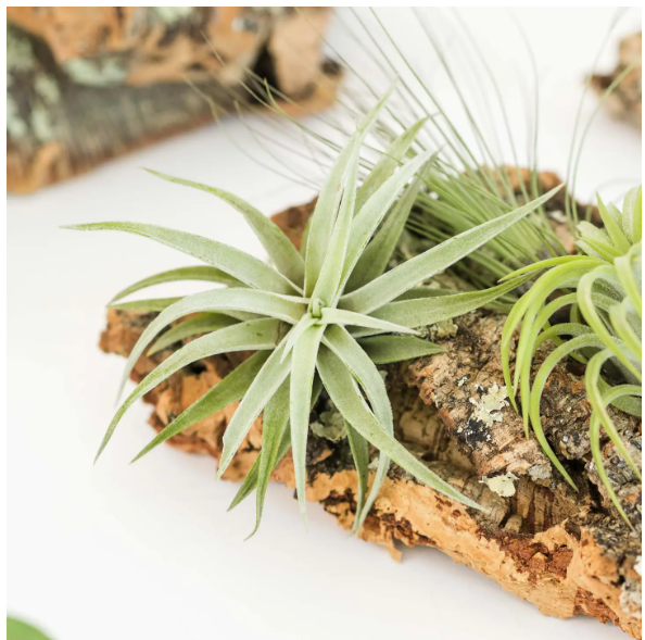 Terrarium Workshop $12.50-$40.00